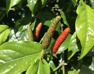 効果が科学的に立証「ヒハツ味噌汁」で体を内側から温める