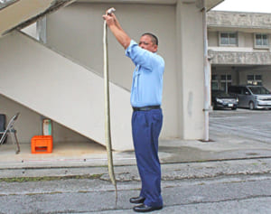 2メートルのハブ、パトロール中に　本部高近く