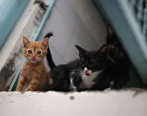 高まるペット需要…米国の動物保護施設も「里親募集ゼロ」に