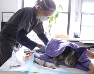 飼い猫2匹がCOVID-19陽性　ペットの感染は米で初