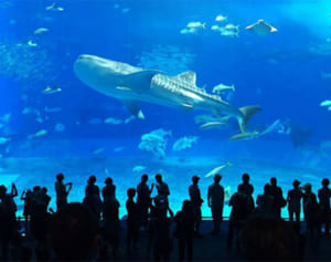 美ら海水族館が臨時休業