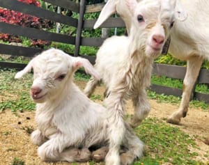 双子2組“メェ～でたい”　沖縄・東南植物楽園　ヤギが相次ぎ誕生