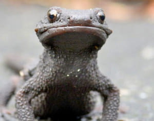 えさ探して車にひかれた？　「生きた化石」の交通事故死が多発