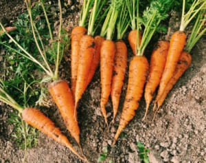 自宅で食事のおともに…にんじん、かぼちゃのつくりおきレシピ