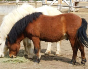 不明のポニー元気でした　横領容疑の組長は不起訴