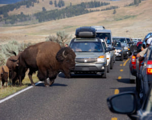 国立公園でバイソンが女性を襲う、営業再開から2日後