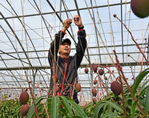 完熟こそ上等の証し…沖縄県産マンゴー・パイン「今こそ地元の人に」　コロナの逆風に負けない