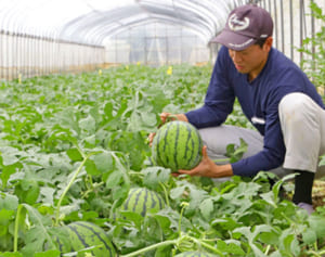 値崩れ「もったいない」名産・今帰仁スイカに注文殺到　160玉購入の人も