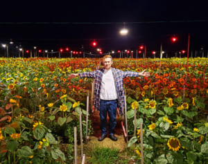 二毛作は5万本のヒマワリ　菊の出荷後、夜の農地飾る