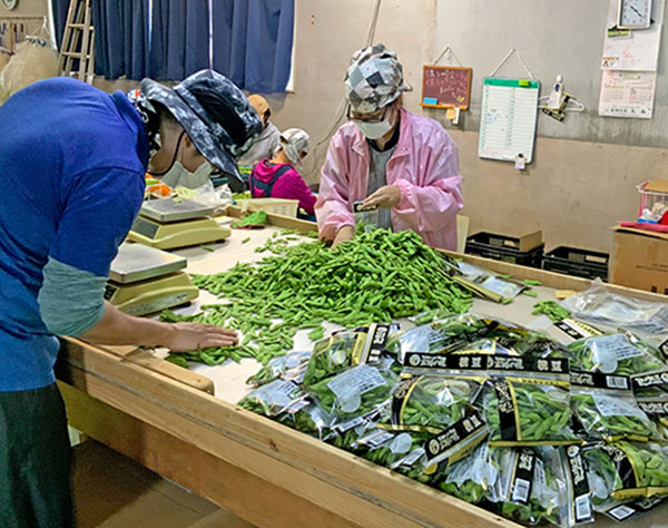 日本一収穫が早い枝豆、ピンチ!　宮古島　コロナ減便で出荷できず　通販サイトで支援