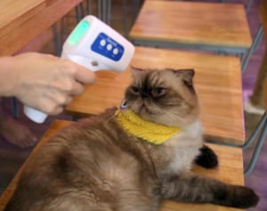 新型コロナ、猫からヒトに感染する可能性は「否定できない」