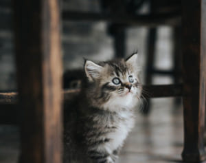 ニューヨークで連日の違法花火、“ペットへの影響”獣医が懸念