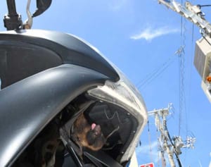 子コウモリ、落ちた先はバイクの隙間…那覇の中心街、親も見守り救出劇