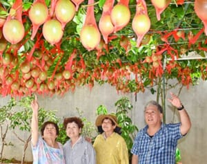 幸せいっぱい実のカーテン　パッションフルーツ420個たわわ