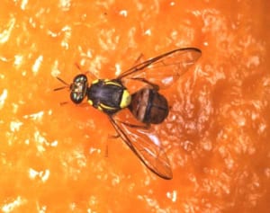 ミカンコミバエ、沖縄県内で急増　温暖化や海外持ち込み影響