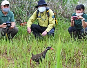 畑に天然記念物の卵！　人工飼育のヤンバルクイナが巣立ち