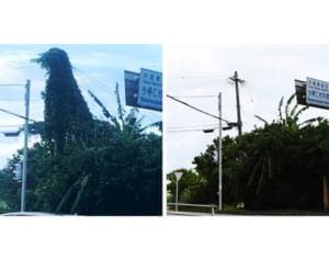 ゴジラ、退治されちゃった　沖電職員が「格闘」1時間半