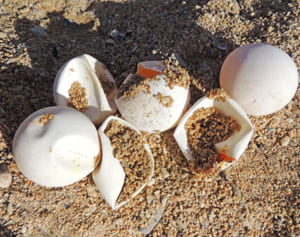 ウミガメの産卵場所でたき火？　卵は割れ、くぼみも…　自然公園指導員「涙が出そう」