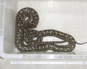 粟国島にハブ定着か　3年で20匹捕獲　今年は昨年超すペース　沖縄