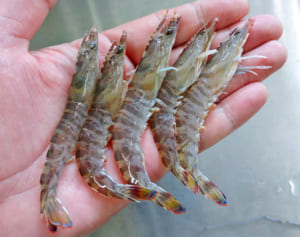 格安「チビ車海老」全国ヒット　久米島漁協がコロナ禍を逆手　注文サーバーダウンも