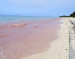 赤いビーチ、サンゴが染めた　南風で卵が大量漂着　伊江港西側