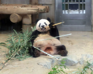 シャンシャン3歳に！パンダマニアが撮った激かわショット