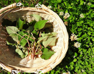 おうちで薬草を育てる方法を専門家が伝授、今なら秋に収穫