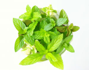 おうちで育てて塗り薬や虫よけに…女性にぴったりの薬草4