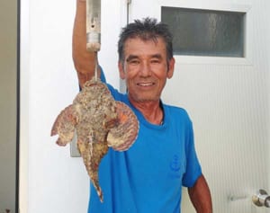 猛毒の魚に気をつけて　岩にそっくりオニダルマオコゼ、背びれの毒はハブの30倍とも