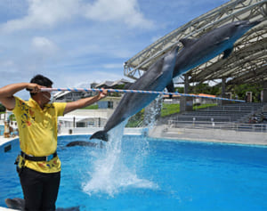 オキちゃん特訓継続中　海洋博公園イルカショー、再開へ準備万端