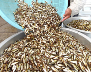 スク水揚げ、シマに活気　南城市奥武島