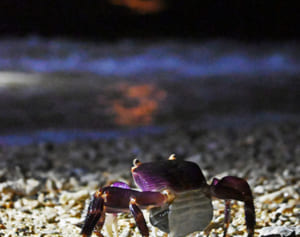 オカガニ月下の放卵　夜の道を渡り海へ　宮城島