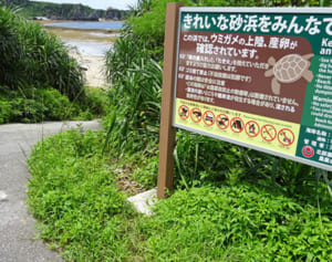 ウミガメ産卵の砂浜に車侵入　防止柵周辺のアダン刈り取り　辺戸海岸