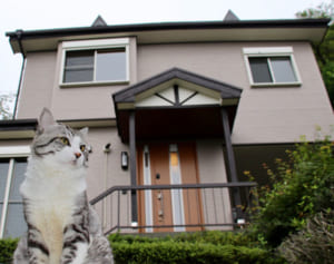 47都道府県を巡った旅猫“ニャン吉”久々の県またぎに密着