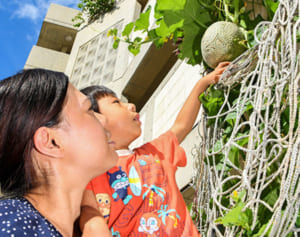 外壁にまさかのメロン！　肥料の中に種?　那覇・安謝市営住宅