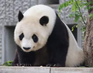 “神戸のお嬢様”タンタン 中国へ返還…20年間を振り返り