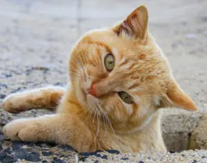 穴にすっぽりハマるにゃんこ“あなねこ”珍ショット10選