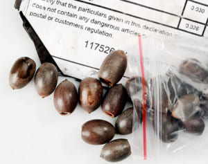 「狂ったように成長した」中国からのタネ、米国が撤去へ