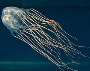 ハブクラゲなどに刺され11人救急搬送　対策済みのビーチ閉鎖が影響か　うるま市の海中道路