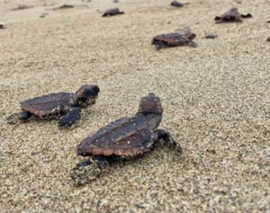 ウミガメ赤ちゃん87匹“脱出”大作戦　散歩中に発見、草むらから大海原へ　国頭村