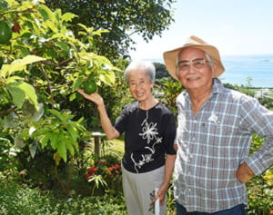 アボカドたわわ130個　いつもは2、3個「今年はなぜ?」　南城・服部さん宅