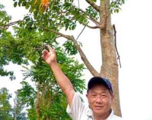 「5000年生きる」花バオバブ　1日限りの姿　農場主「花はおいしく食べた」