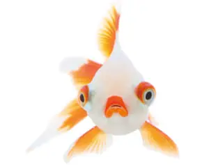 「ジワジワくる」と話題の魚の顔“うおづら”選手権