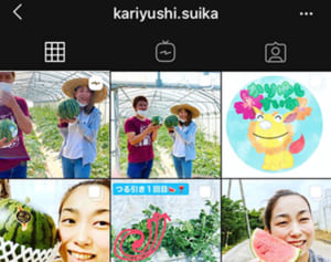 1玉5400円「かりゆしすいか」人気沸騰！ SNSでファン獲得　12月収穫分もすでに100玉完売