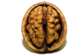 湖のほとりに“脳みそ”が漂着か、SNSで憶測呼ぶ