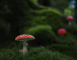 謎の死を遂げた男性、半年後に妻が逮捕ーー凶器は毒キノコか