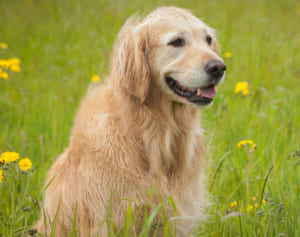 新聞に愛犬の死亡広告を掲載　亡き愛犬の思い出寄せられる