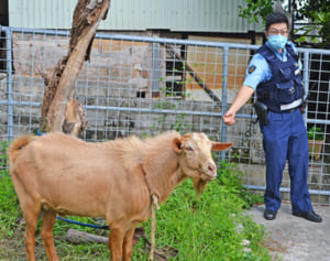 逃走ヤギ、未明の“逮捕劇”　現場は沖縄のコンビニ駐車場　警察官に唾かけ抵抗