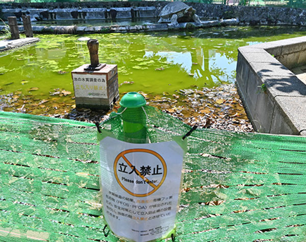 池から有害物質「PFAS」検出の公園、立ち入り防止策を強化　宜野湾市