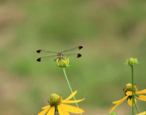 King＆Prince岸優太「僕にはまだ“エロさ”が足りない！」